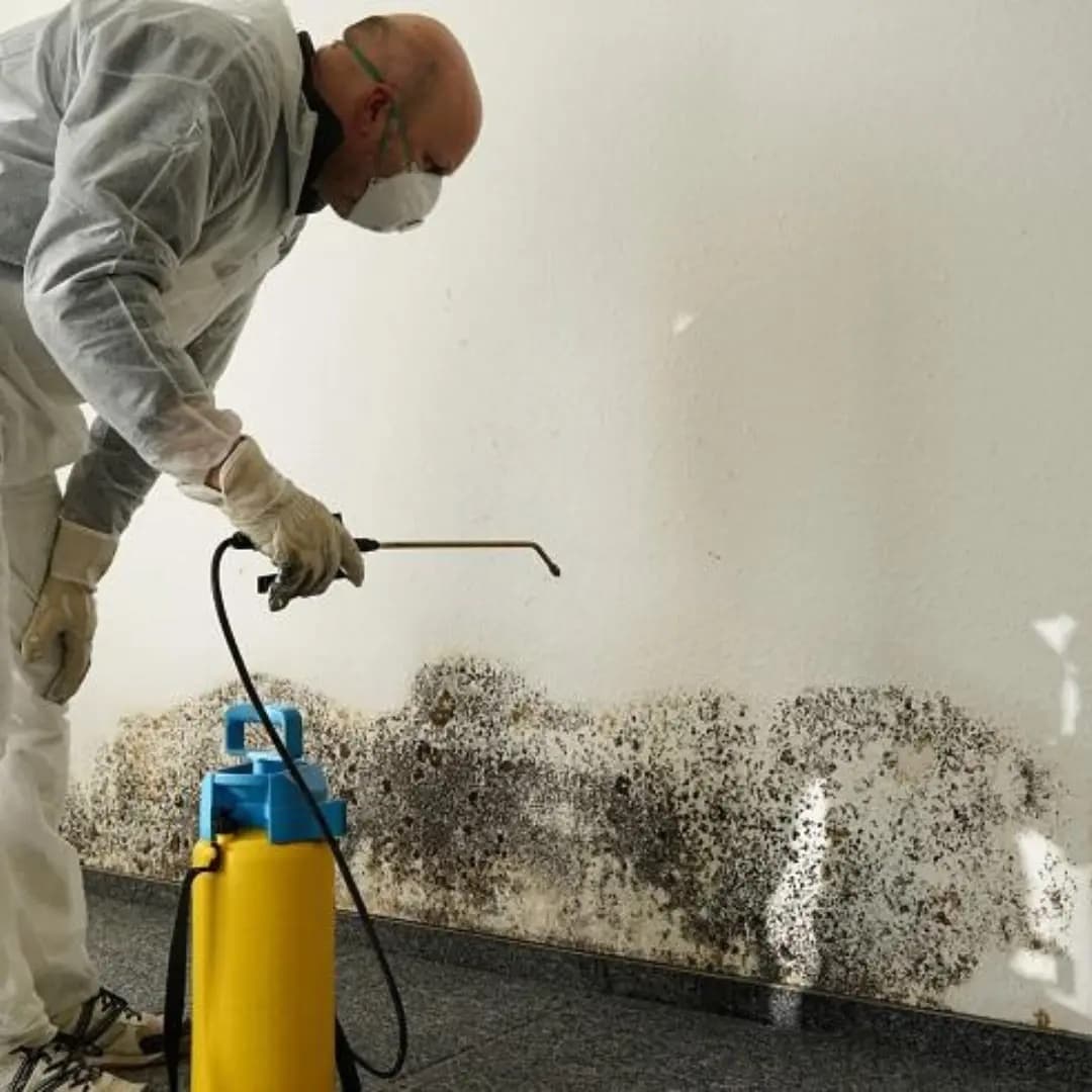 A Blue Shield specialist in protective clothing treating mould on a wall